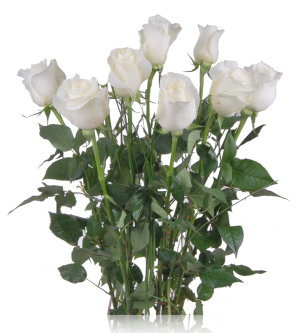 Белые розы 15 шт 50 см